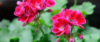 How to propagate geranium at home