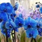 How to make blue flowers bloom on an orchid