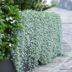 How to preserve dichondra for cuttings in the spring
