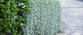 How to preserve dichondra for cuttings in the spring