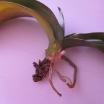 how to save an orchid without roots