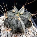 How to care for astrophytum at home