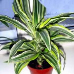 how to care for dracaena dereme