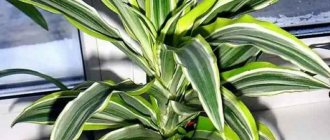 how to care for dracaena dereme