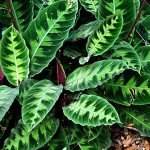 How to care for Calathea Varshevich at home