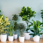 How to care for indoor plants