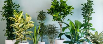 How to care for indoor plants