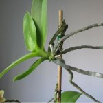 How to root an orchid