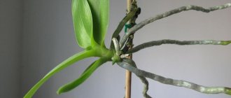 Как укоренить орхидею