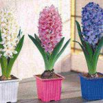 how to grow hyacinths at home from seeds