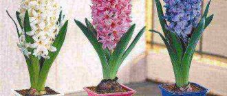 how to grow hyacinths at home from seeds