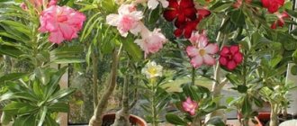 how to grow adenium