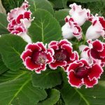 How to grow Gloxinia from seeds at home