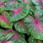 How to grow caladium in an apartment