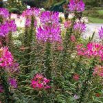 How to grow cleome from seeds - splashes of champagne in a flower bed