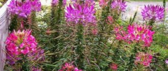 How to grow cleome from seeds - splashes of champagne in a flower bed