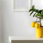 How to grow lemon from seed at home?