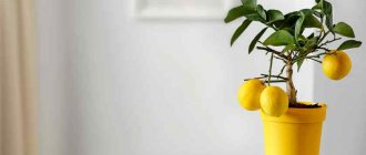 How to grow lemon from seed at home?