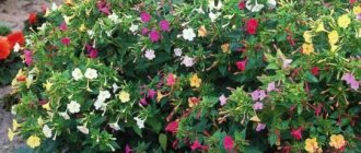 How to grow mirabilis from seeds: advice from experienced step-by-step instructions