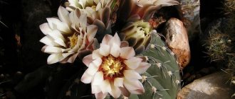 Cactus Gymnocalycium