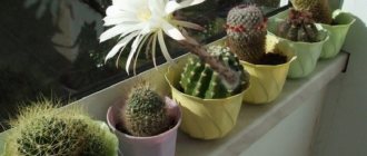 Cactus on the windowsill