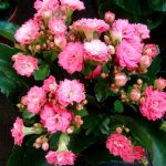 Kalanchoe planting