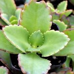 Kalanchoe