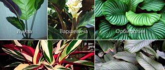 calathea species