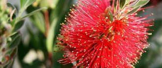 Каллистемон лимонный (Callistemon citrinus)