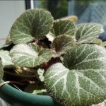 Saxifraga planting seeds in open ground