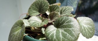 Saxifraga planting seeds in open ground