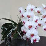 Cascade orchid