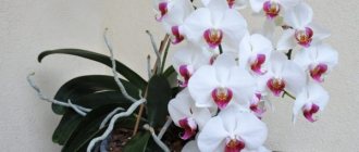 Cascade orchid