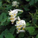 Chinese Corydalis