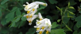 Chinese Corydalis