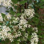 Small-flowered white clematis stinging