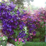 clematis in the garden