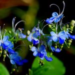 clerodendrum photo