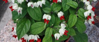 Clerodendrum Thompson