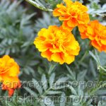 When and how to grow marigold seedlings step by step instructions in different regions of Russia