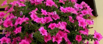 When and how to plant petunia in pots outside?