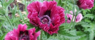 When to replant decorative poppy.