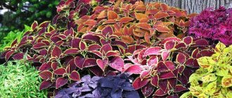 Coleus will decorate both the interior of the room and the landscape design of the site