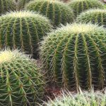 prickly indoor plants