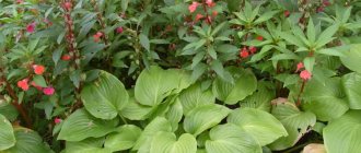 Combination of impatiens with hostas in a shady flower bed