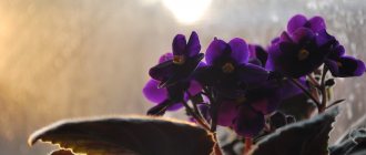 Indoor violet