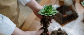 A houseplant was overwatered: what to do to save the unfortunate flower