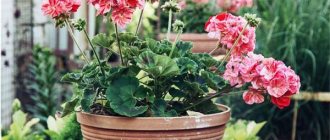 indoor flowers blooming all year round - indoor geranium