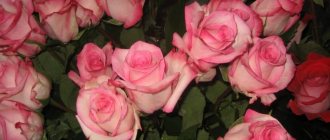 Indoor bush roses in pots: features of care at home