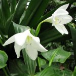 Indoor lilies with wide and narrow leaves. Photo, name, care 